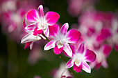 Close up view of purple orchids at National Orchid Garden in Singapore.