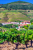  Impressions of a winery near Pinhao, Portugal 