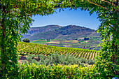  Impressions of a winery near Pinhao, Portugal 