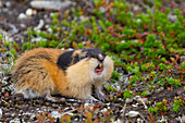  Mountain lemming, Lemmus lemmus, adult, defensive posture, Lapland, Sweden 