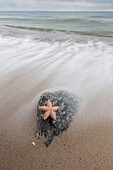  Common Starfish, Asterias rubens, dead starfish lying on the beach, Schleswig-Holstein, Germany 