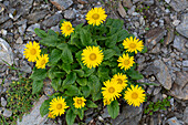 Gletscher-Gämswurz, Doronicum glaciale, bluehend, Nationalpark Hohe Tauern, Kärnten, Österreich