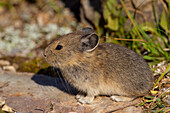 Pika, Pfeifhase, Ochotona princeps, auf einem Stein, Banff Nationalpark, Alberta, Kanada