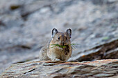  Pika, Ochotona princeps, on a rock, Banff National Park, Alberta, Canada 