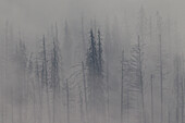  Burnt tree trunks in the fog, Kooteney National Park, British Columbia, Canada 