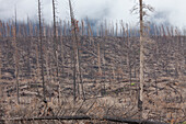  Burnt tree trunks after a forest fire, Jasper National Park, Alberta, Canada 