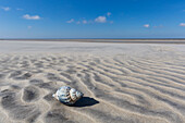  Common whelk, Buccinum undatum, shell, Wadden Sea National Park, Schleswig-Holstein, Germany 