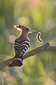  Hoopoe, Upupa epops, adult bird with insect in its beak on a branch, Brandenburg, Germany 