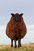  Domestic sheep, Ovis orientalis aries, dark sheep, Schleswig-Holstein, Germany 