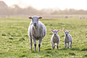  Domestic sheep, Ovis orientalis aries, ewe with lambs, Schleswig-Holstein, Germany 