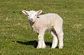  Domestic sheep, Ovies ammon aries, lamb, North Frisia, Schleswig-Holstein, Germany 