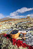  Bilberry, Vaccinium myrtillus, ripe berries in a wooden cup, Jaemtland, Sweden 