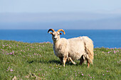  Icelandic sheep, Ovis orientalis aries, adult sheep standing in a meadow, summer, Iceland 