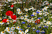  Corn poppies, Papaver rhoeas, and daisies, Leucanthemum vulgare, Mecklenburg-Western Pomerania, Germany 