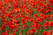  Corn poppy, Papaver rhoeas, blooming poppy, Mecklenburg-Western Pomerania, Germany 