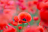  Corn poppy, Papaver rhoeas, blooming poppy, Mecklenburg-Western Pomerania, Germany 