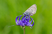  Thyme Blue, Maculinea arion, on a Spherical Devil&#39;s Claw, Phyteuma orbiculare, flower, Hohe Tauern National Park, Carinthia, Austria 