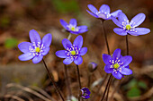 Leberblümchen, Hepatica nobilis, Blüte, Värmland, Schweden