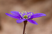 Leberblümchen, Hepatica nobilis, Blüte, Värmland, Schweden