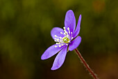  Liverwort, Hepatica nobilis, Bluete, Vaermland, Sweden 