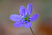 Leberblümchen, Hepatica nobilis, Blüte, Värmland, Schweden