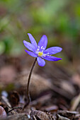  Liverwort, Hepatica nobilis, flower, Ruegen Island, Mecklenburg-Western Pomerania, Germany 