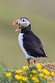  Atlantic Puffin, Fratercula arctica, adult bird calling, summer, Iceland 