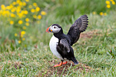 Papageitaucher, Fratercula arctica, adulter Vogel flügelschlagend, Sommer, Island