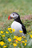  Atlantic Puffin, Fratercula arctica, adult bird, summer, Iceland 