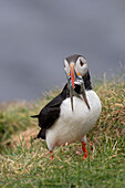 Papageitaucher, Fratercula arctica, adulter Vogel mit Fisch im Schnabel, Sommer, Island