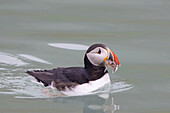 Papageitaucher, Fratercula arctica, adulter Vogel mit Fisch im Schnabel, Sommer, Spitzbergen, Norwegen