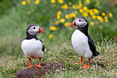  Atlantic Puffin, Fratercula arctica, two adult birds, summer, Iceland 