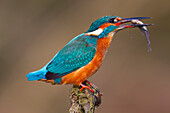  Kingfisher, Alcedo atthis, bird with fish, Lower Saxony, Germany 