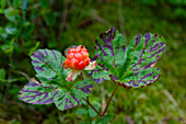  Cloudberry, Rubus chamaemorus, fruit, Karelia, Finland 