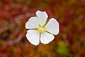  Cloudberry, Rubus chamaemorus, flower, Vaermland, Sweden 