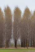  Poplar, Populus fremontii, rows of trees, Fertoe-Hansag National Park, Hungary 