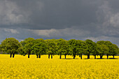  Rapeseed, Brassica napus, flowering rapeseed field on a chestnut avenue, Schleswig-Holstein, Germany 