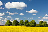  Rapeseed, Brassica napus, flowering rapeseed field on a chestnut avenue, Schleswig-Holstein, Germany 