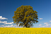  Rapeseed, Brassica napus, English oak, Quercus robur, in a flowering rapeseed field, Schleswig-Holstein, Germany 