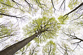  European beech, Fagus sylvatica, beech in spring, Schleswig-Holstein, Germany 