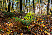  European beech, Fagus sylvatica, autumn forest, Schleswig-Holstein, Germany 