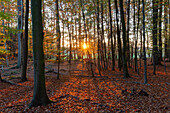  European beech, Fagus sylvatica, autumn forest, Schleswig-Holstein, Germany 