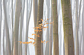  European beech, Fagus sylvatica, beech trees in the fog, Schleswig-Holstein, Germany 