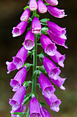  Red foxglove, Digitalis purpurea, flowering, Schleswig-Holstein, Germany 