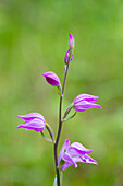  Red helleborine, Cephalanthera rubra, flowering, Thuringia, Germany 