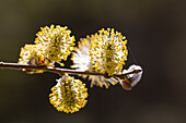  Goat willow, Salix caprea, male flowers, so-called catkins, Schleswig-Holstein, Germany 