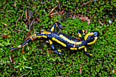 Feuersalamander, Salamandra salamandra, Nationalpark Harz, Sachsen-Anhalt, Deutschland