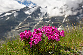  Headed Lousewort, Pedicularis rostratocapitata, flowering, Hohe Tauern National Park, Carinthia, Austria 