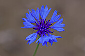  Cornflower, Centaurea cyanus, blooming, Mecklenburg-Western Pomerania, Germany 