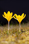  Crocus, Crocus speciosus, crocuses blooming in the lawn, spring, Schleswig-Holstein, Germany 